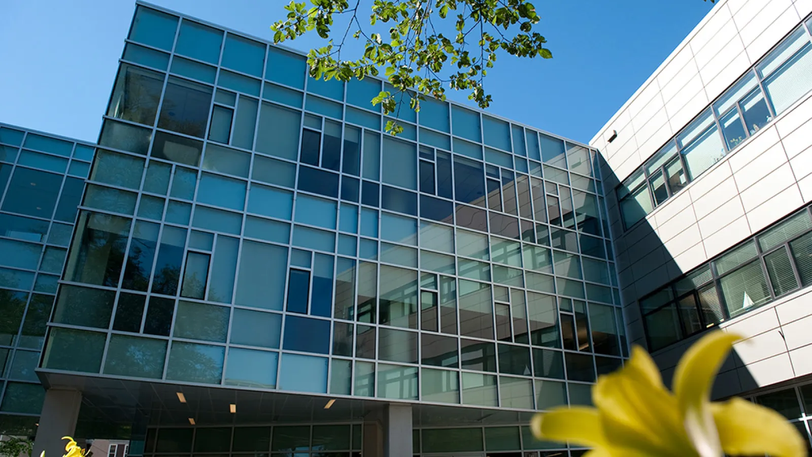 Exterior of Psychology Building, framed by a tree branch and a yellow flower